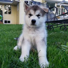 Alaskan Malamute Puppies from Delphi Alaskan Malamutes