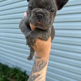 Nacho - Blue male French Bulldog puppy in Topeka, Kansas from Midwest Monster Made Bulldogs