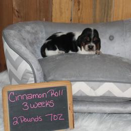 Cinnamon Roll - Black white and brown female Basset Hound puppy in Dover, Arkansas from S&S American Bassets