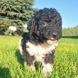 Girl 2 - female Goldendoodle puppy in Harrisburg, Nebraska from Wildcat Hills Doodles