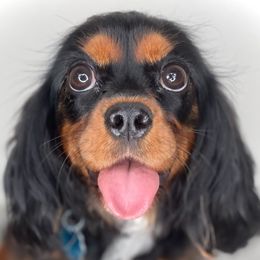 Smidge - Cavalier King Charles Spaniel