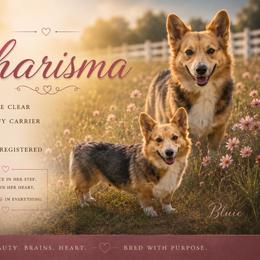 Carisma - Pembroke Welsh Corgi