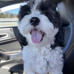 Cavapoo All Grown Up from Bubble-ishous Cavaliers and Cavapoos