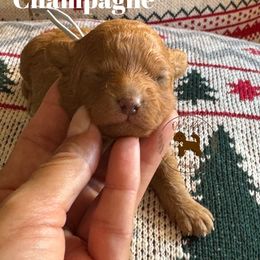 Champagne - Red  female Poodle puppy in Modesto, California from Oso’s Red Toy, Mini, & Standard Poodles