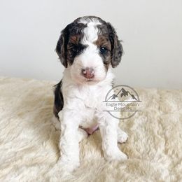 Goldendoodle Puppies from Eagle Mountain Doodles