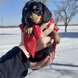 Milo - Black and cream male Dachshund puppy in Ackerly, Texas from Silver Dach Farms