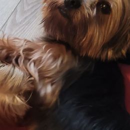 Yorkshire Terriers from Bella and Bugzy Yorkies