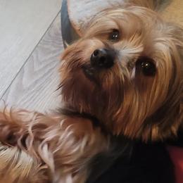 Yorkshire Terriers from Bella and Bugzy Yorkies
