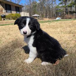 Boy 4 - Black and white male Border Collie puppy in Piedmont, South Carolina from Soaring Borders Border Collies