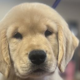 Girl 8 - Golden Golden Retriever puppy in Gentry, Arkansas from Sleepy Grove Goldens