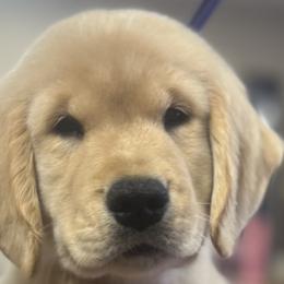 Girl 8 - Golden Golden Retriever puppy in Gentry, Arkansas from Sleepy Grove Goldens