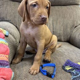 Blue Collar Girl - Golden rust female Vizsla puppy in Ganado, Texas from Roz Vizslas