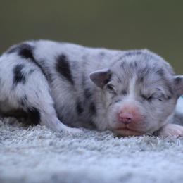 Sage - Blue merle female Miniature Australian Shepherd puppy in Bauxite, Arkansas from J & B Mini Aussies
