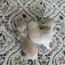 Dolores - Cream female Dachshund puppy in Sebring, Florida from Mini Weenies