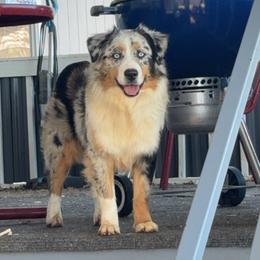 Australian Shepherd Puppies from Outback Mini Aussies