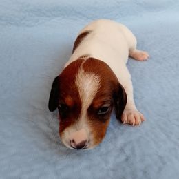 Maggie - Piebald female Dachshund puppy in Cedar Rapids, Iowa from Paulassillydogs