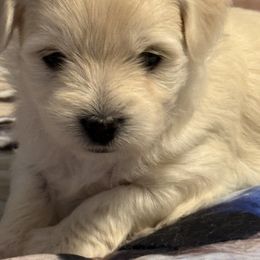 Boy 2 - Tri-color male Coton de Tulear puppy in Florida from Dynasty Cotons of Florida