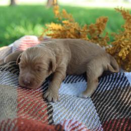 Harvest - Red  male Goldendoodle puppy in Hobbs, New Mexico from Goldie Locks Golden Retrievers & Doodles