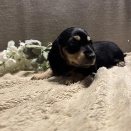 Mr. Grinch CKC - Black and cream male Dachshund puppy in Morristown, Tennessee from Hillside Hounds