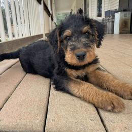 Boy 1 - male Airedale Terrier puppy in Anderson, California from Airedales of Myriad Ranch