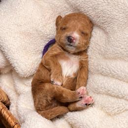 Peach - Golden female Cockapoo puppy in Ellaville Ga, Georgia from Lakeside Cockapoos