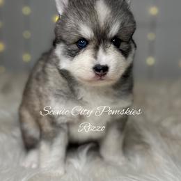 Rizzo - Silver and white female Pomsky puppy in Rossville, Georgia from Scenic City Pomskies