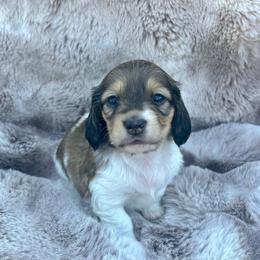 Burrata - Cream female Dachshund puppy in Lincoln, California from ForeversEdge Doxies