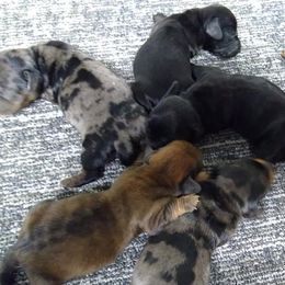 Dachshunds from Wanda's Dachshunds