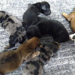 Dachshunds from Wanda's Dachshunds