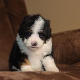 Éclaire - Trained Puppy - Tri-color female Bernedoodle puppy in Youngstown, Florida from Wonderland’s Boujie Kennels