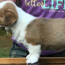 Cardigan Welsh Corgi Puppies from Penfro Corgis