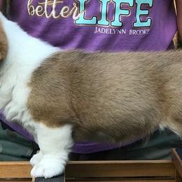 Cardigan Welsh Corgi Puppies from Penfro Corgis