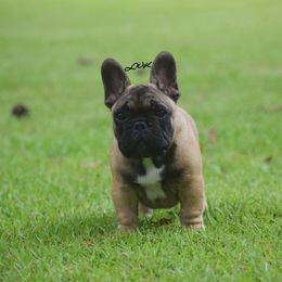 French Bulldog and Pembroke Welsh Corgi Puppies from Little Women's Frenchies & Corgis