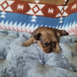 Girl 2 - Chocolate, tan and white female Yorkshire Terrier puppy in Adams, North Dakota from Mathiasons Little Barkers