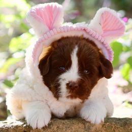 Banshee - White and brown female Newfoundland puppy in Madison, Wisconsin from Riddle Family Newfoundland