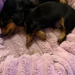 Stetson - Black and tan male Dachshund puppy in Fort Worth, Texas from Louis' Litters