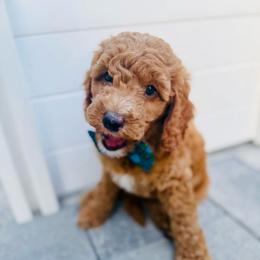 Woody - Red  male Goldendoodle puppy in Lakeland, Florida from Rolling Oak Doodles