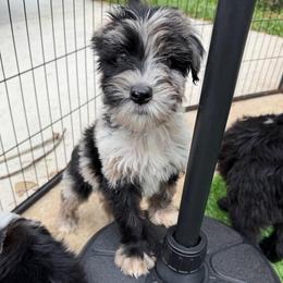 Boy 4 - Merle male Whoodle puppy in Sebastian, Florida from Perri’s Whoodles