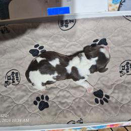 Girl 3 - Liver white and tan female English Springer Spaniel puppy in Saginaw, Michigan from Kemerer Springers