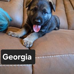 Georgia - Sable female German Shepherd puppy in Cave City, Arkansas from Bayou Valley Shepherds and American Hunt Terriers