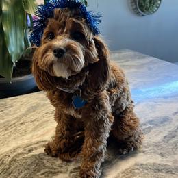 Cavalier King Charles Spaniel, Cavapoo, Goldendoodle, and Poodle All Grown Up from Harvest Creek