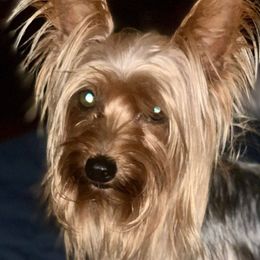 Carter - Yorkshire Terrier