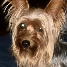 Carter - Yorkshire Terrier