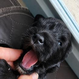 Ziggy - Black male Miniature Schnauzer puppy in Ferndale, Washington from Blackhorse Schnauzers Washington state