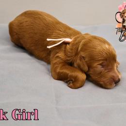 Pink girl - Red  female Goldendoodle puppy in Enfield, Connecticut from Sweet Connecticut Doodles
