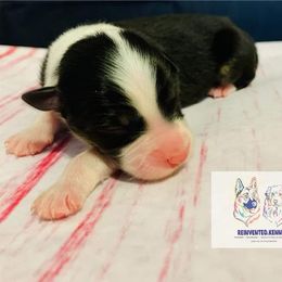 Australian Shepherd Puppies from REINVENTED.KENNELS