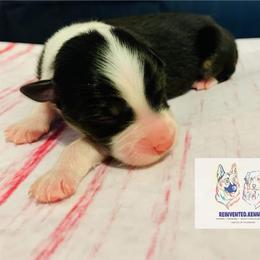Australian Shepherd Puppies from REINVENTED.KENNELS