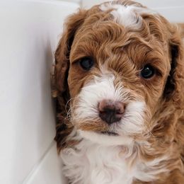 Cavapoo Puppies from Carolina Springs Breeding