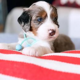 Aussiedoodle, Bernedoodle, Goldendoodle, and Poodle Puppies from Teddy Doodles & Standard Poodles