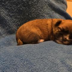 Mal-Shi, Maltipoo, and Poodle Puppies from Collier's Canines